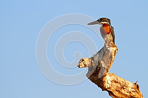 Giant Kingfisher