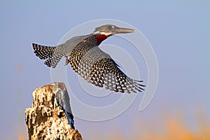 Giant Kingfisher