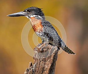 Giant Kingfisher