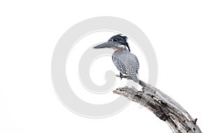 Giant Kingfisher