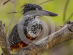 Giant Kingfisher