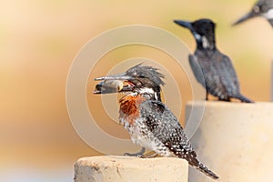 Giant Kingfisher fishing at the Platoon Crossing