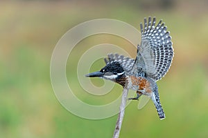 Giant Kingfisher fishing at the Platoon Crossing