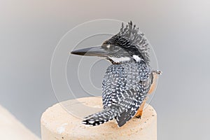 Giant Kingfisher fishing at the Platoon Crossing