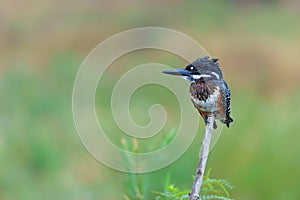 Giant Kingfisher flying while fishing in Kruger Natioanl Park