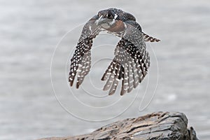 Giant Kingfisher flying while fishing in Kruger Natioanl Park