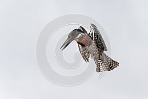 Giant Kingfisher flying while fishing in Kruger Natioanl Park