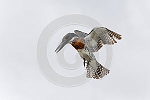 Giant Kingfisher flying in Kruger Natioanl Park South Africa