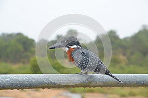 Giant Kingfisher in Kruger National Park, South Africa