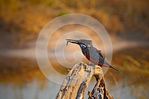 Giant Kingfisher, Megaceryle maxima, bird with kill fish, feeding food, in the nature river water habitat, Chobe National Park, Bo photo
