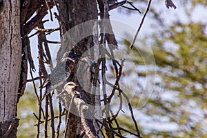 Giant kingfisher & x28;Megaceryle maxima& x29; with its catch on Naivasha lake, Ken