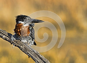 Giant Kingfisher perched