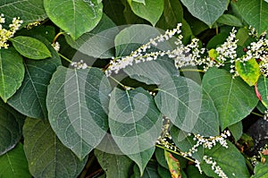 Reynutriya Bohemian Reynoutria japonica Houtt. Reynoutria sachalinensis photo