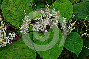 Reynutriya Bohemian Reynoutria japonica Houtt. Reynoutria sachalinensis photo
