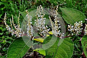 Reynutriya Bohemian Reynoutria japonica Houtt. Reynoutria sachalinensis photo