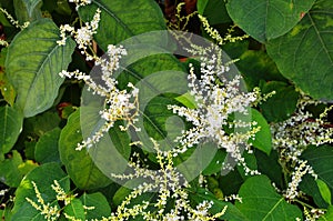 Reynutriya Bohemian Reynoutria japonica Houtt. Reynoutria sachalinensis photo