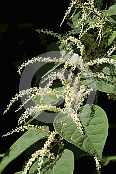 Giant Knotweed Plant on a Black Background