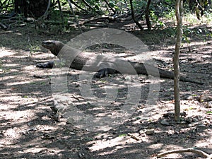 Giant komodo dragon in indonesia