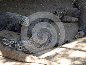 Giant komodo dragon in indonesia