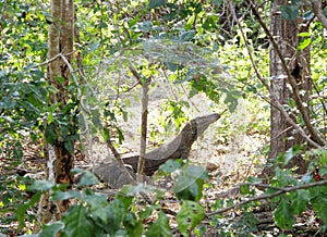 Giant komodo dragon in indonesia