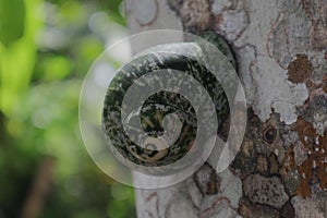 A Giant land snail (Acavus Phoenix) with algae growing on the shell surface