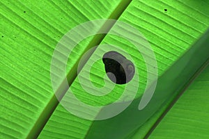 A giant land snail (Acavus Phoenix) hidden underneath an immature banana leaf in daytime