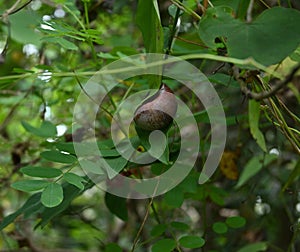 A Giant land snail is eating on top of a small leaf near a Sweet Leaf plant