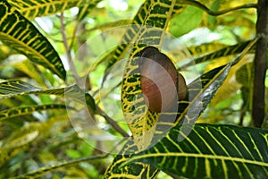 A Giant land snail is sticking to a yellow and green variegated Croton leaf