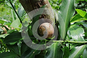 A giant land snail on a trunk, on the shell surface of the snail a walking weaver ant