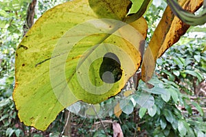 A giant land snail on a underside of an old and yellowing Ceylon creeper leaf