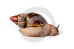 Giant landsnail