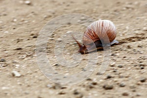 Giant landsnail mobile in Kruger Park