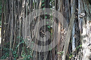 Giant large buttress root