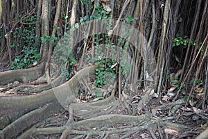 Giant large buttress root