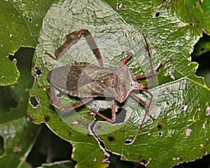 Giant leaf-footed bug Acanthocephala declivis insect on a leaf.