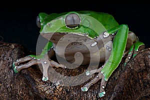 Giant leaf frog