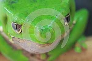 Giant leaf frog