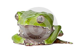 Giant leaf frog against white background