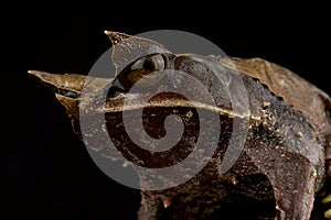 Giant leaf frog Megophrys nasuta