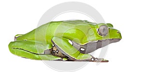 Giant leaf frog - Phyllomedusa bicolor photo