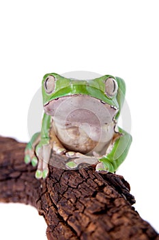 Giant leaf frog on white background