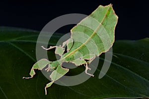 Giant leaf insect