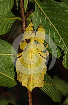 Giant Leaf Insect