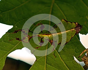 Giant Leaf Insect, Phyllium Giganteum juvenil photo