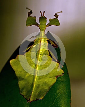 Giant Leaf Insect, Phyllium Giganteum juvenil photo