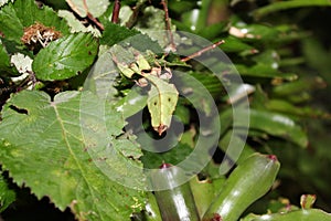 Giant Leaf Insect Phyllium giganteum photo