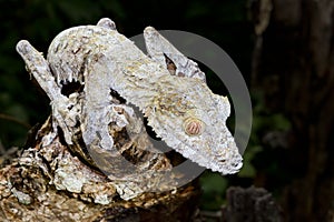 Giant leaf-tail gecko, marozevo