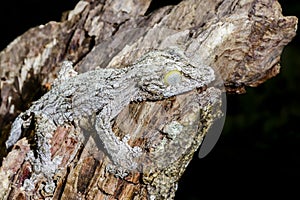 Giant leaf-tail gecko, marozevo