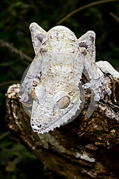 Giant leaf-tail gecko, marozevo