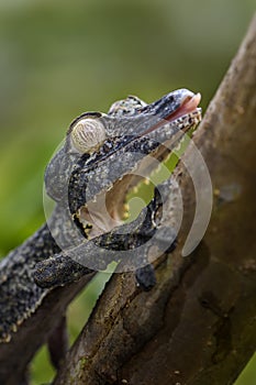 Giant Leaf-tail Gecko - Uroplatus fimbriatus